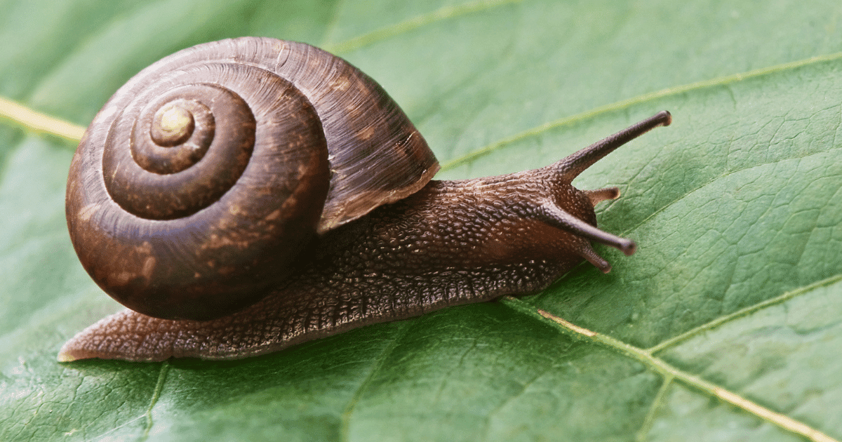 Do Snails Have Eyes?