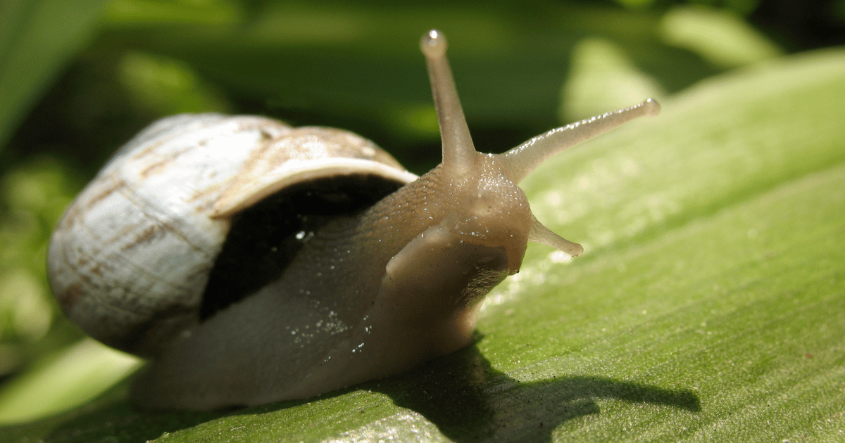 how long do snails live 