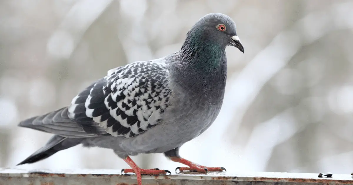 Are pigeons pests? 