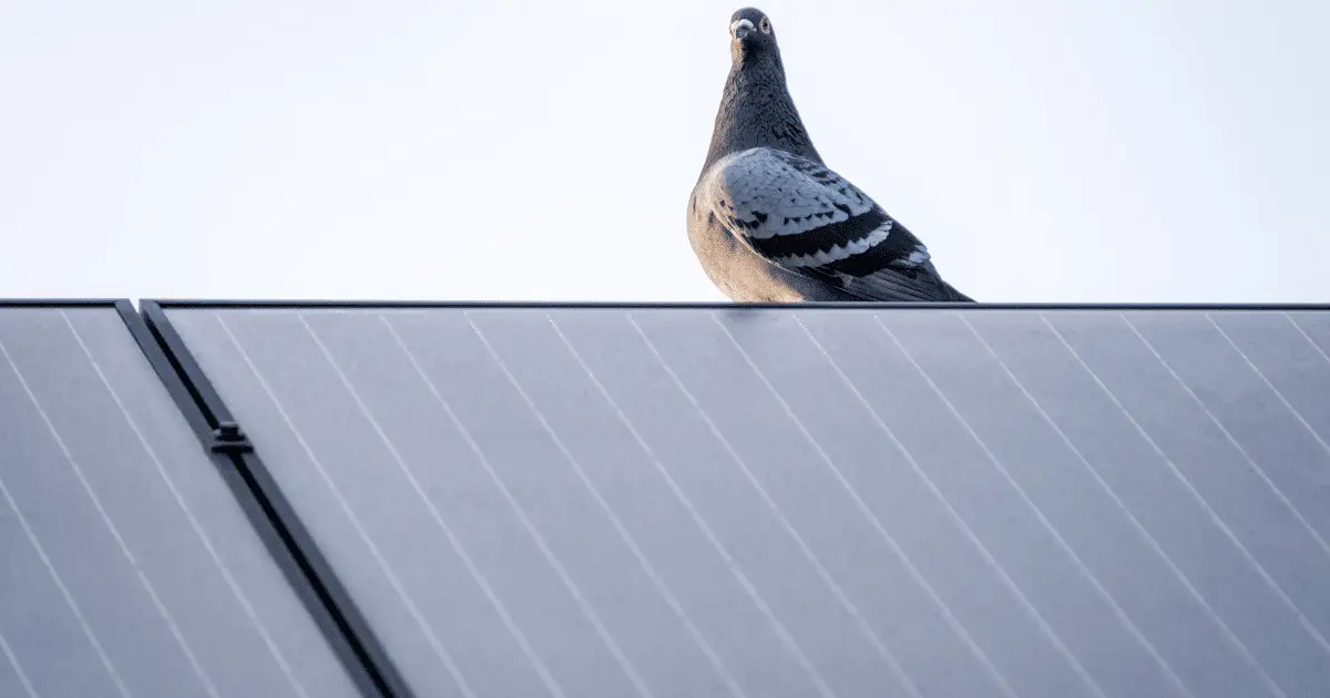 how to remove pigeons from solar panels