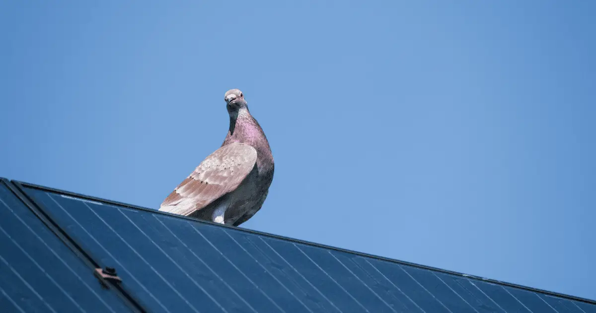 how to remove pigeons from solar panels