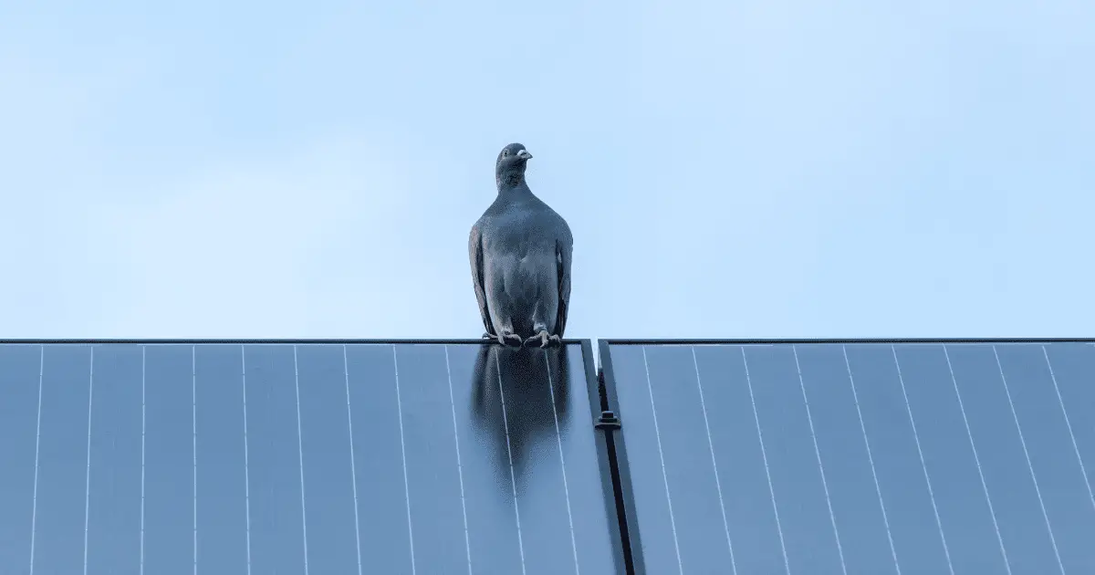 How to Remove Pigeons from Solar Panels?
