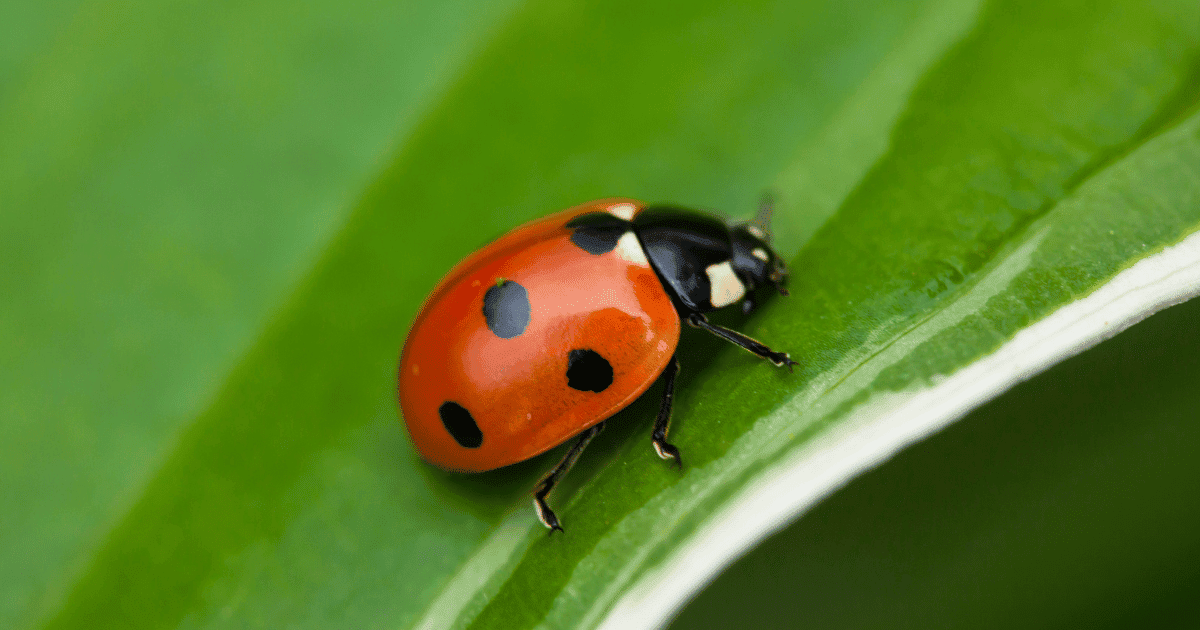 Are ladybugs attracted to light?