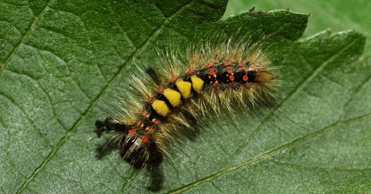 How to Get Rid of Tussock Moth Caterpillar?