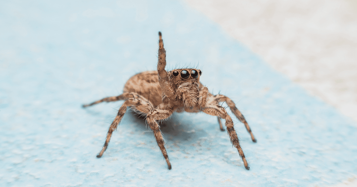 how to get rid of jumping spiders