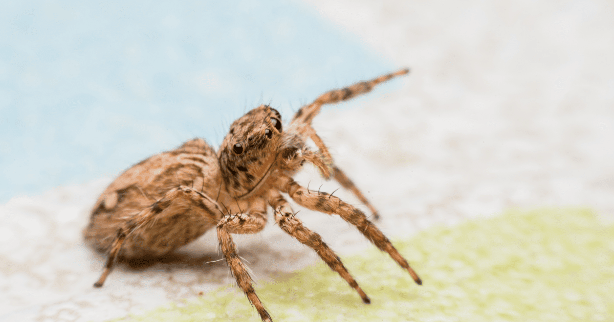 how to get rid of jumping spiders