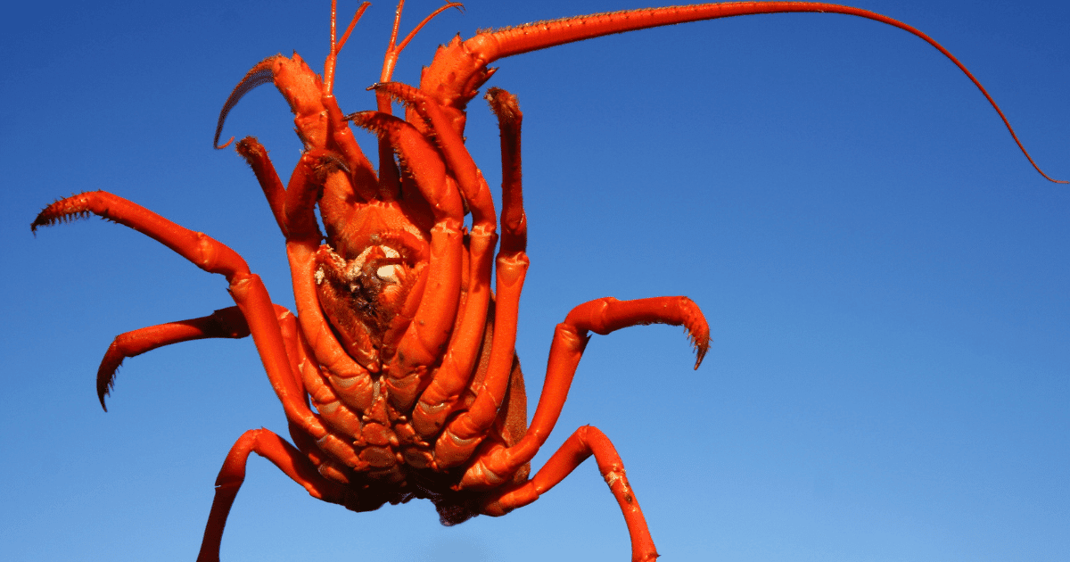 Are lobster spiders?