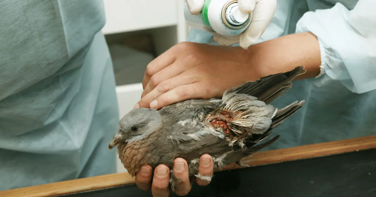 how to take care of an injured pigeon