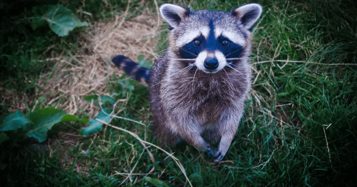 Are raccoons dangerous to cats?