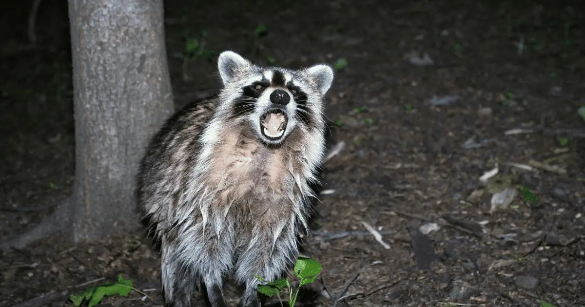 Are raccoons dangerous to cats?