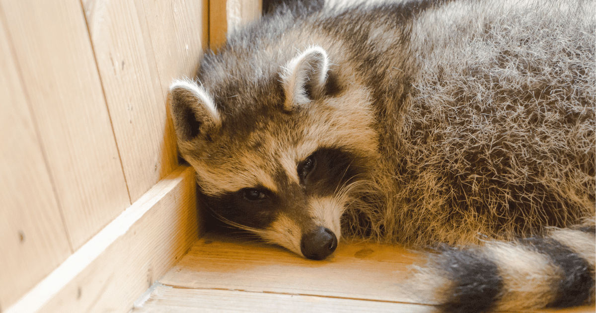 Where do raccoons sleep during the day?