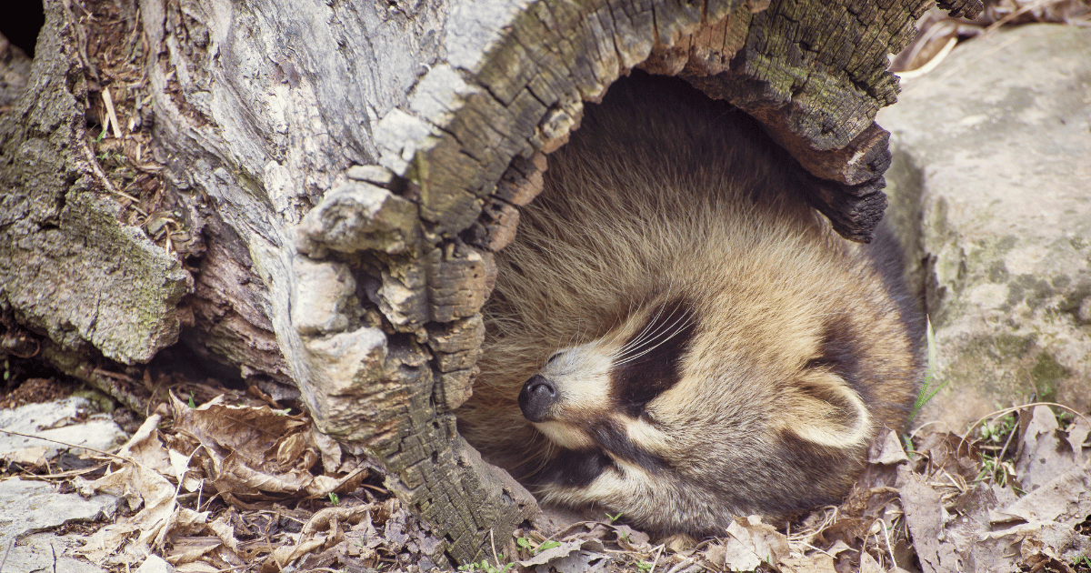 Where do raccoons sleep during the day?
