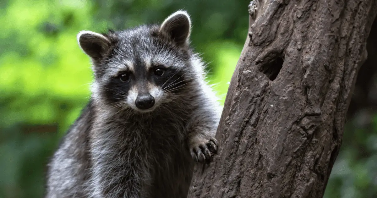 Do Raccoons Live in Trees?