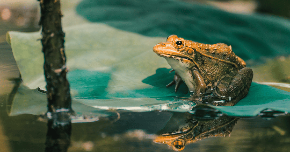 Why Frogs Attracts to Pool?