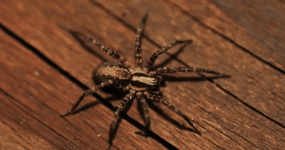 Why There Are So Many Spiders in Your Home?