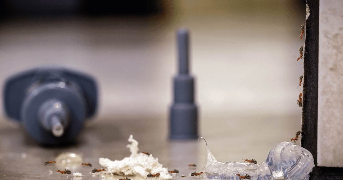 does hairspray kill ants?