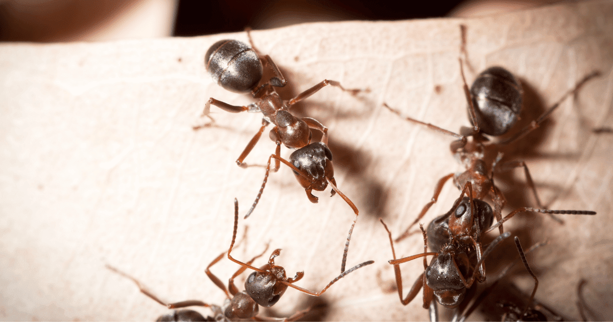 does hairspray kill ants?
