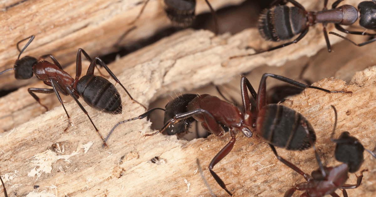 Does bleach kill ants?