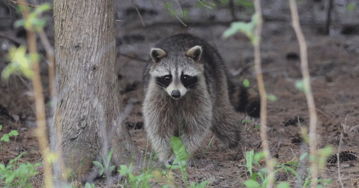 do raccoons live in trees?