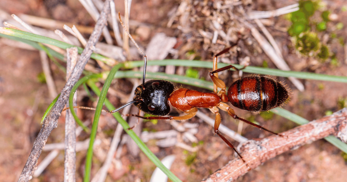Does hydrogen peroxide kill ants?