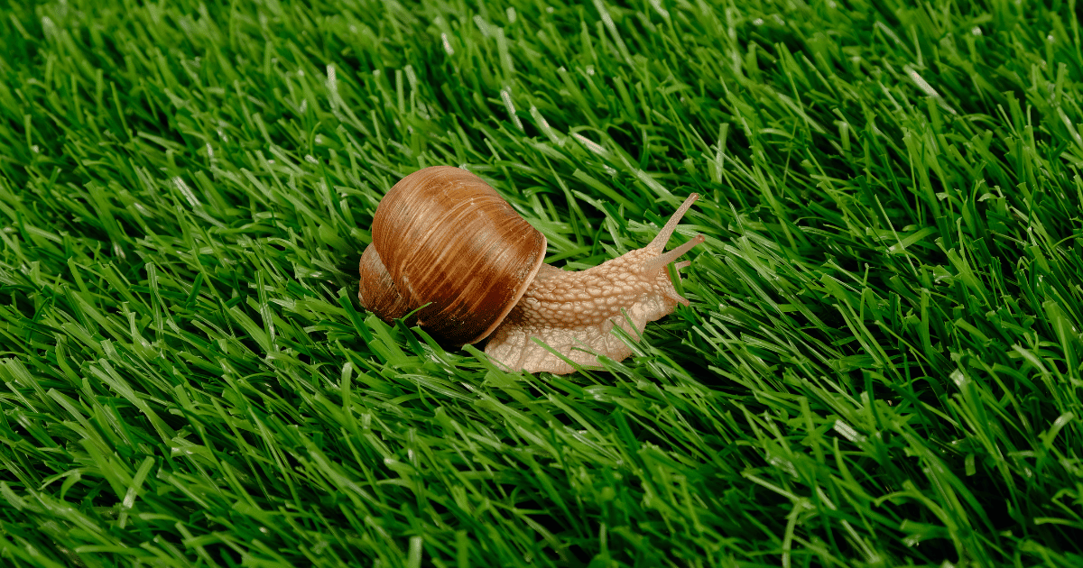 How To Get Rid of Snails in the Lawn