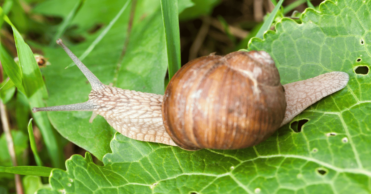 Are garden snails harmful to humans?