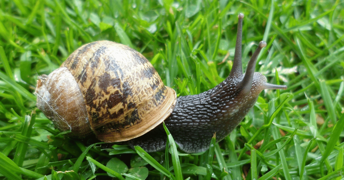 Are garden snails harmful to humans?