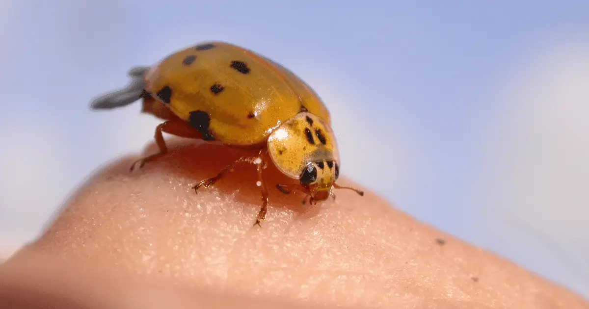 Are Gold Ladybugs Rare?