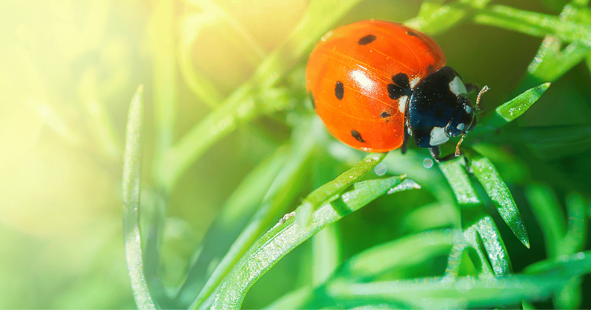 Are ladybugs attracted to light?