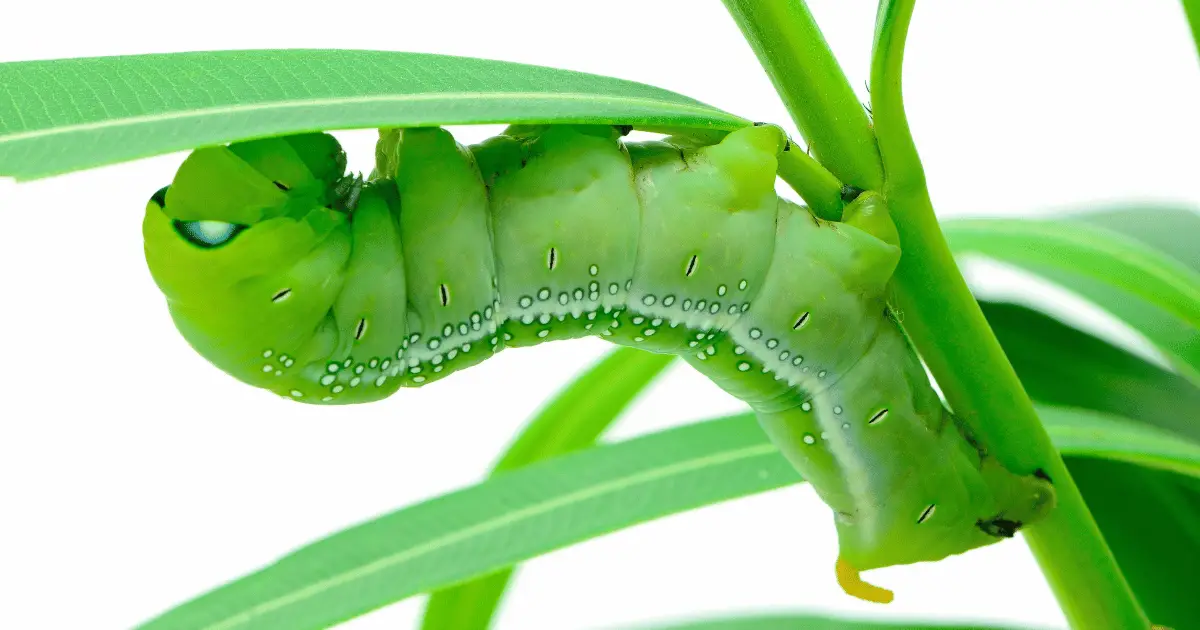 how to get rid of oleander caterpillar