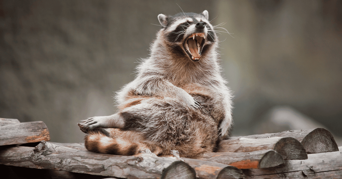 Are raccoons aggressive?