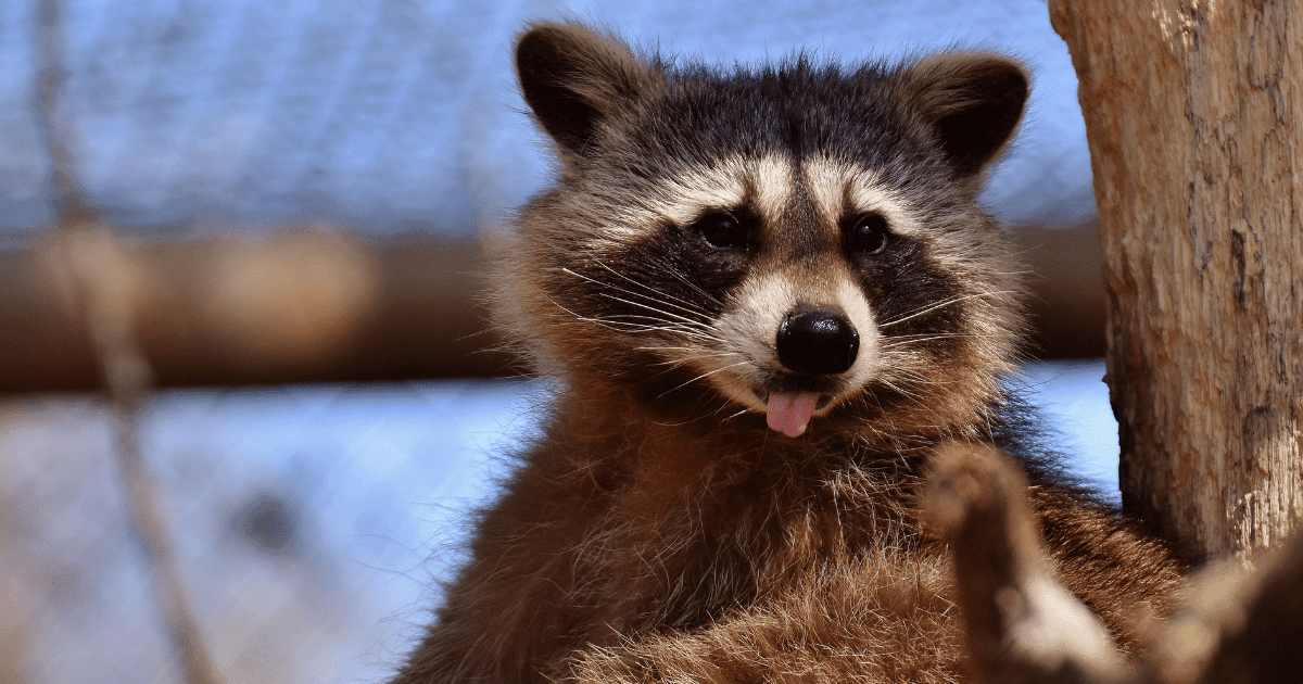 Are raccoons aggressive?
