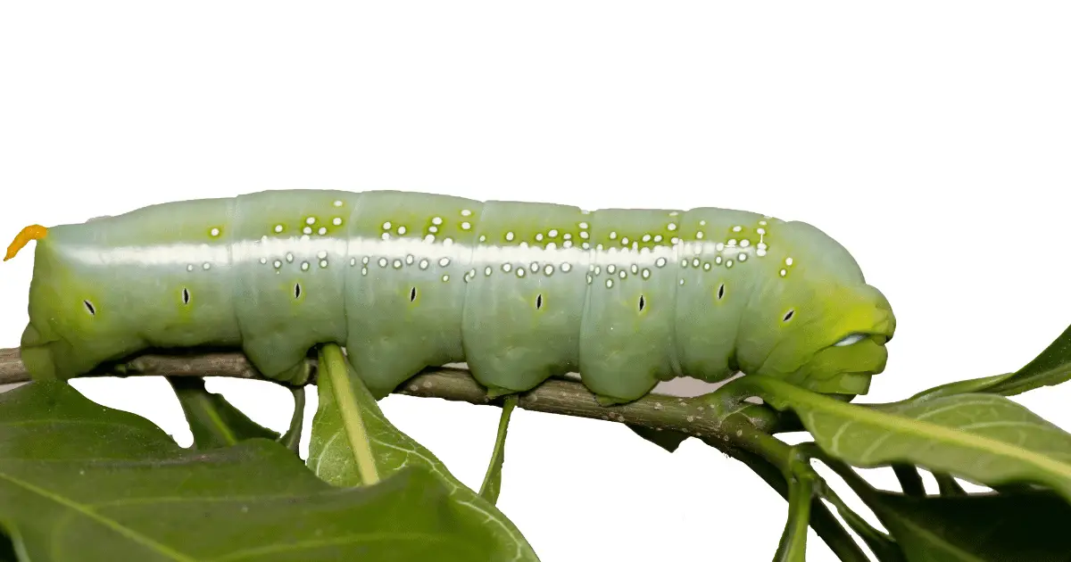 how to get rid of oleander caterpillar