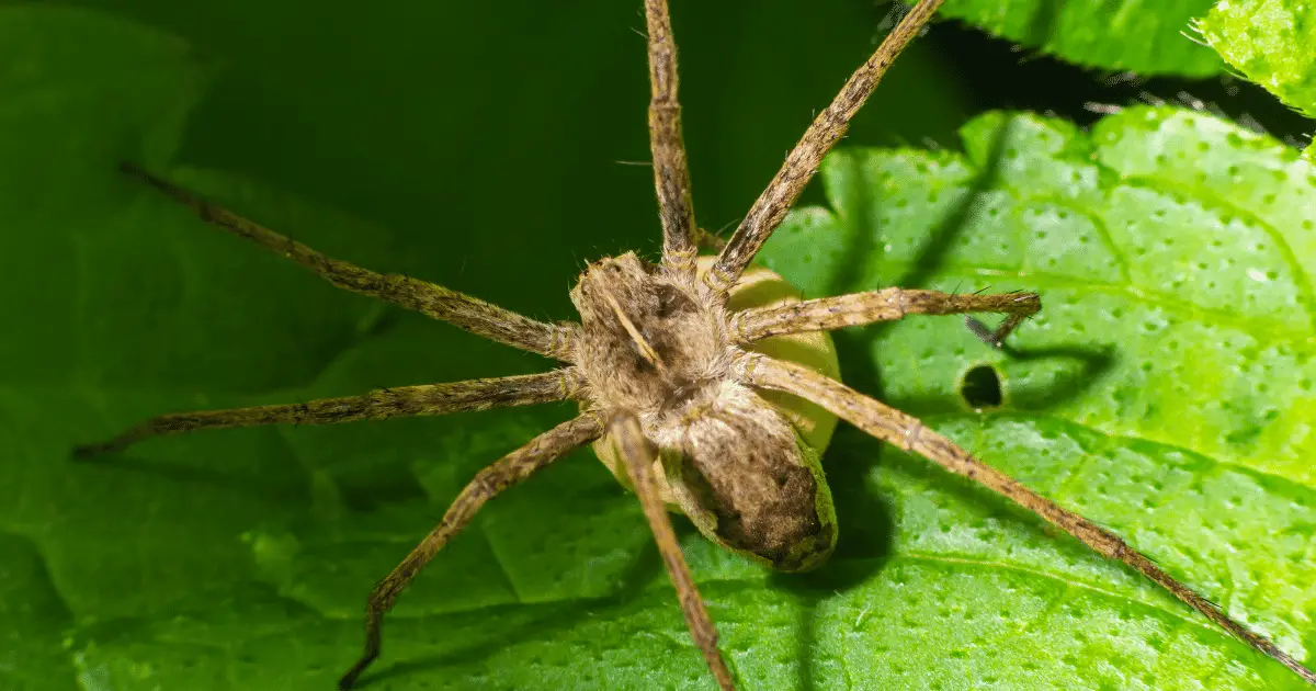 how to get rid of sac spiders