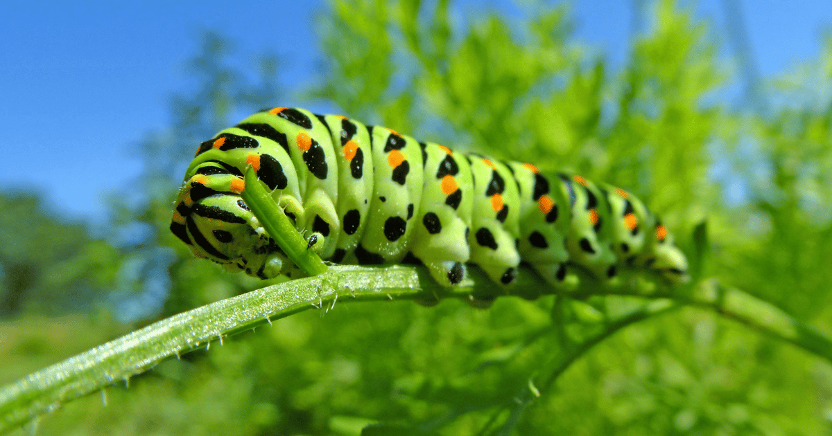 do caterpillars sleep?
