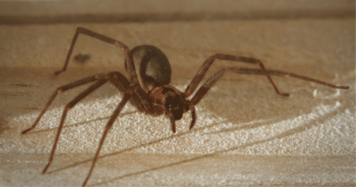 Does Raid kill spiders?