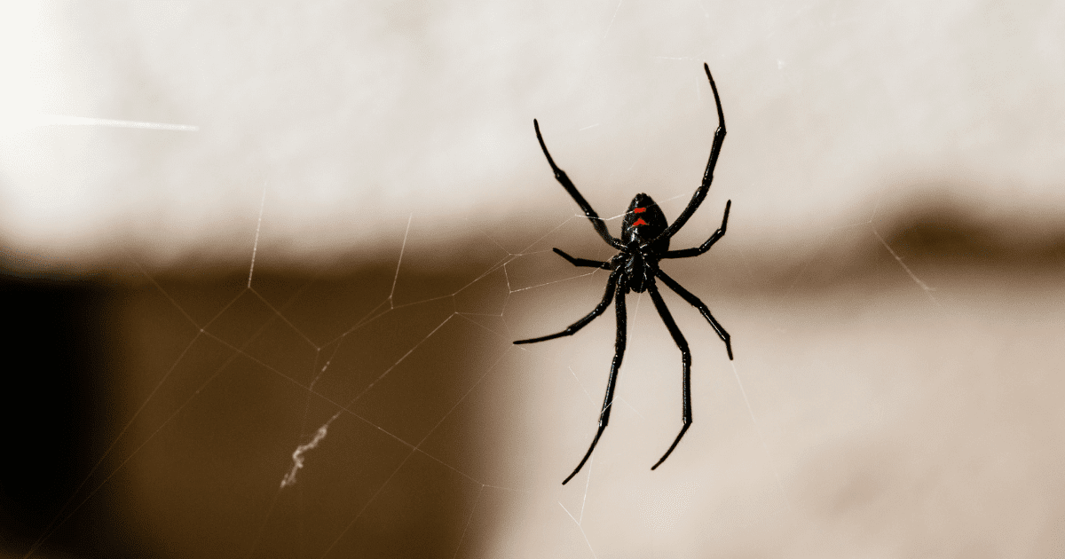 how to get rid of spiders in the basement