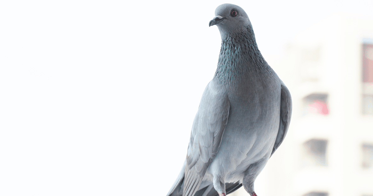 do pigeons carry diseases?