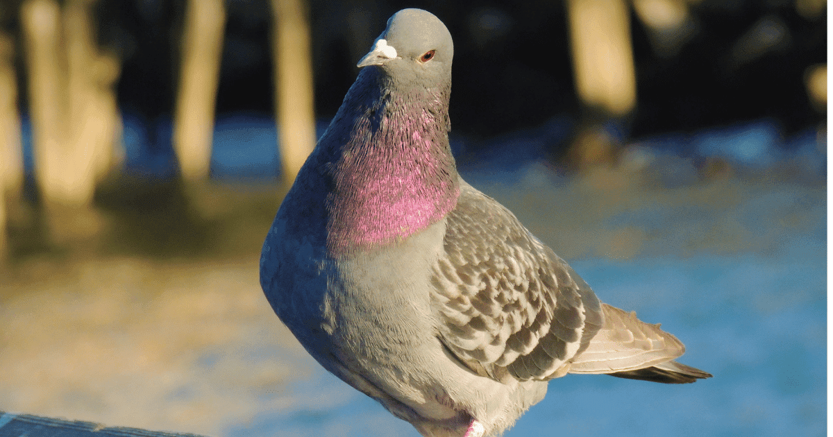 do pigeons carry diseases?