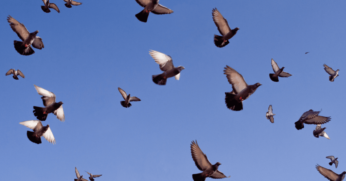 do pigeons migrate?