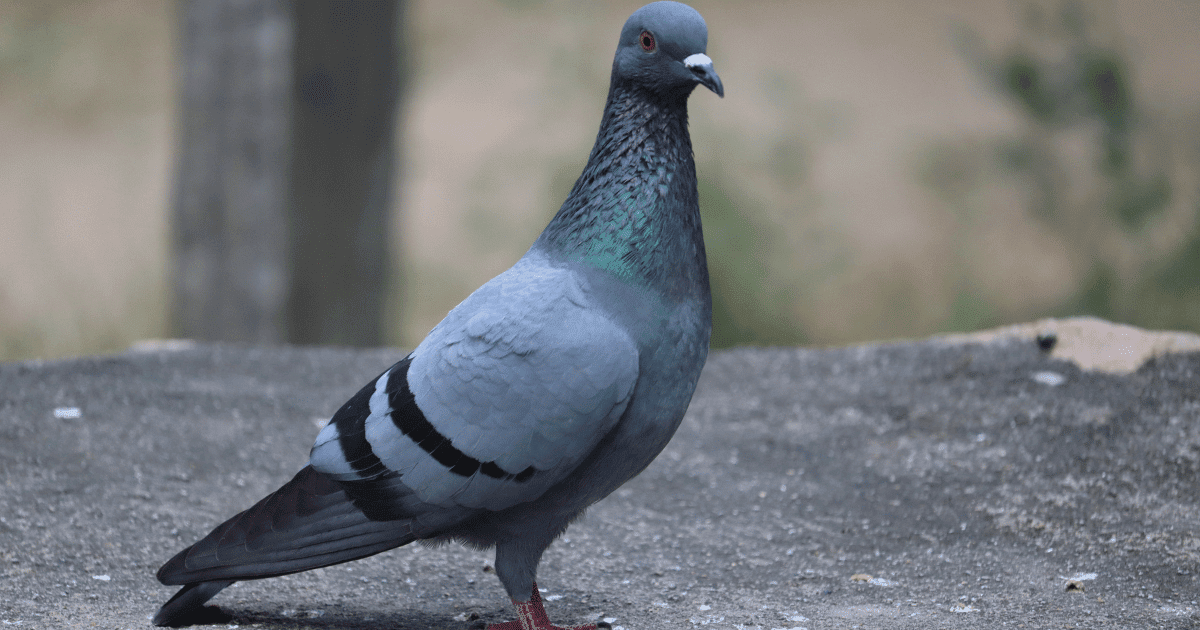 What does a pigeon sounds like?