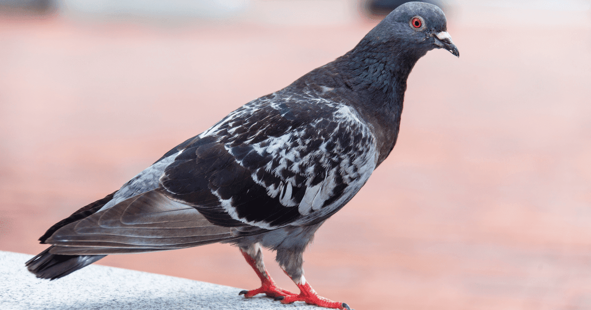 What does a pigeon sounds like?