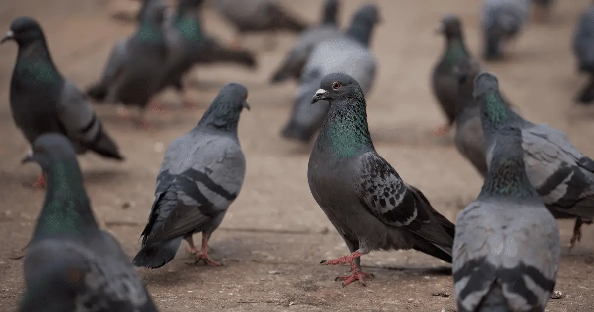 Do hawks eat pigeons?
