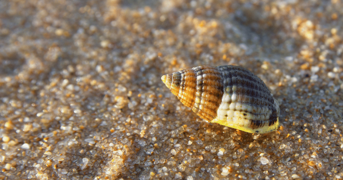 Will Aquarium Salt Kill Snails?