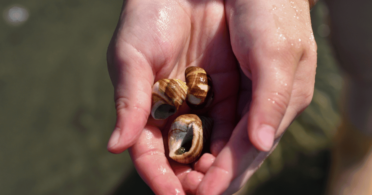 Will Aquarium Salt Kill Snails?