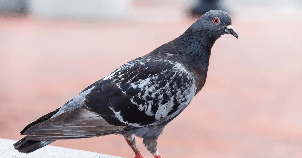 what smell do pigeons hate?