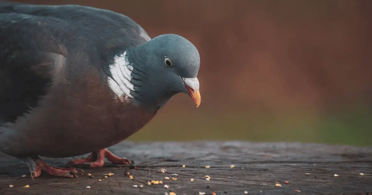 what smell do pigeons hate?