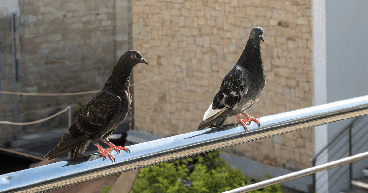 How to Stop Pigeons From Pooping on my Balcony?