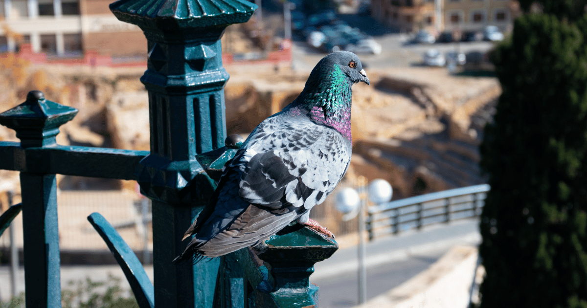 How to Stop Pigeons From Pooping on my Balcony?