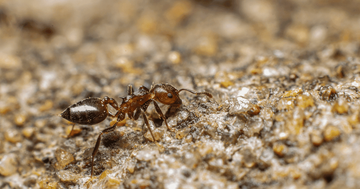 Do Ants Eat Termites?